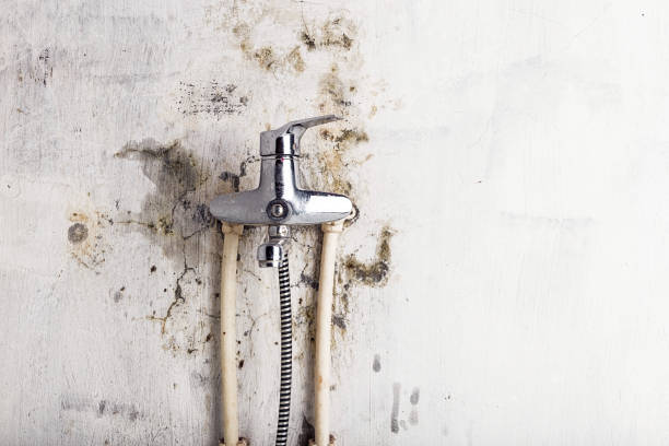 Best Toxic Mold Removal  in Vass, NC
