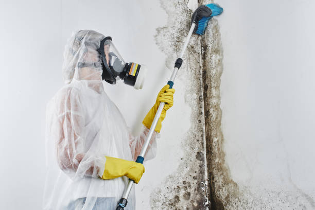 Certified Mold Removal in Vass, NC