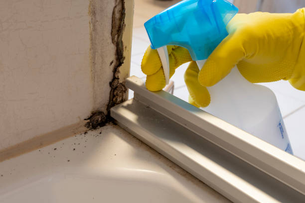 Best Commercial Mold Removal  in Vass, NC