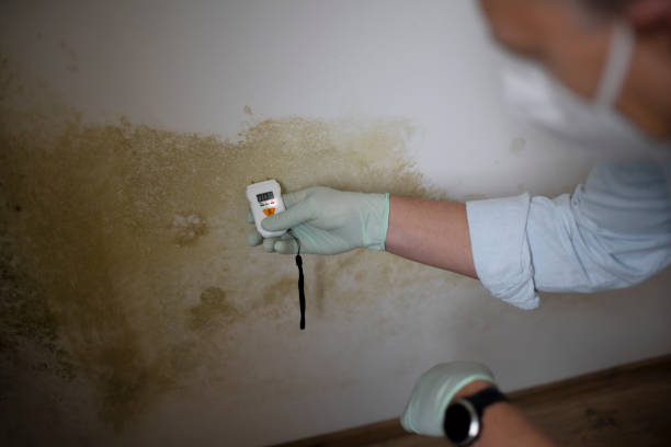 Best Mold Cleaning Services  in Vass, NC