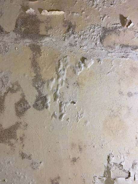 Best Fast Mold Removal  in Vass, NC