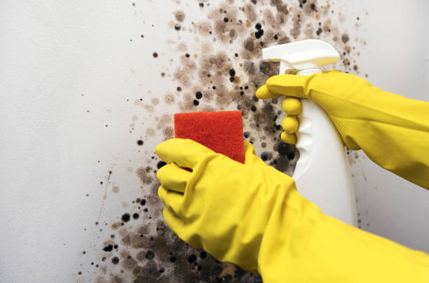 Best Office Mold Removal Services  in Vass, NC