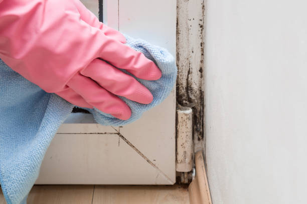 Best Same-Day Mold Removal  in Vass, NC